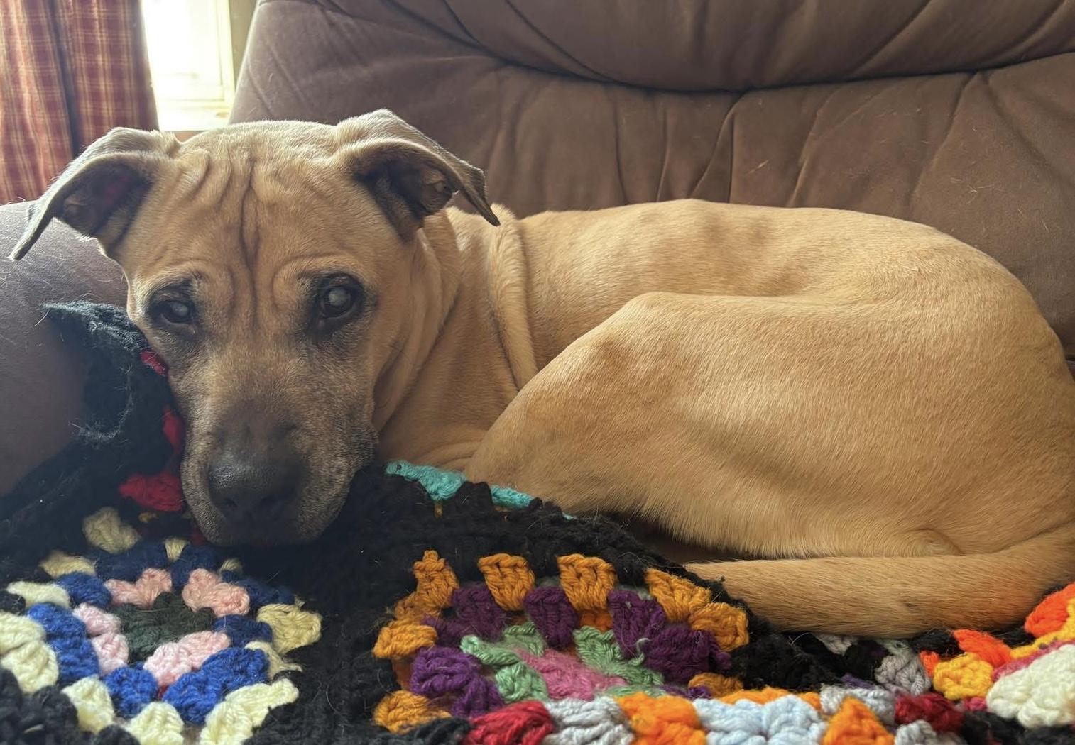 Enlarge Sadie, a Adoptable mixed breed in Painesville, OH image 5/6