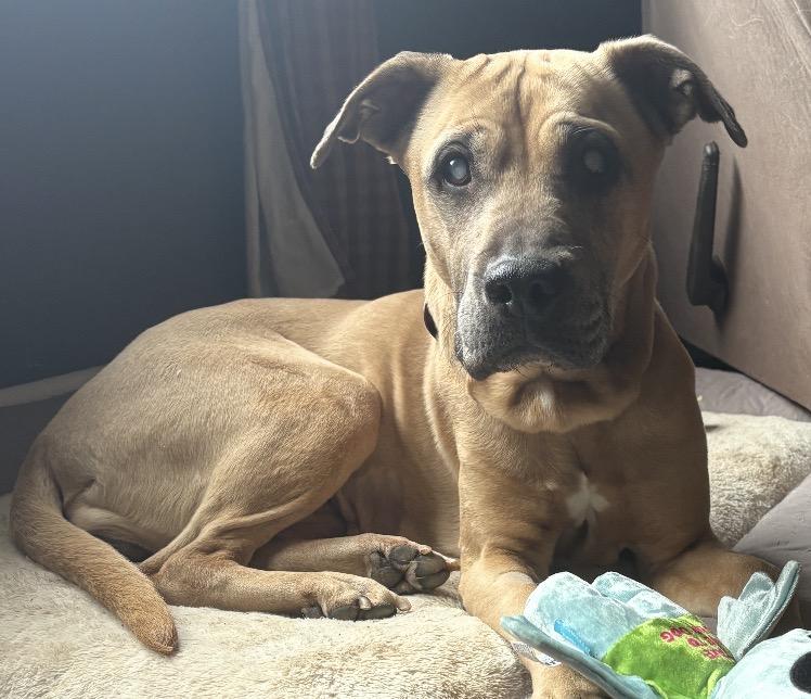 Sadie, Adoptable, Senior Female Pit Bull Terrier.