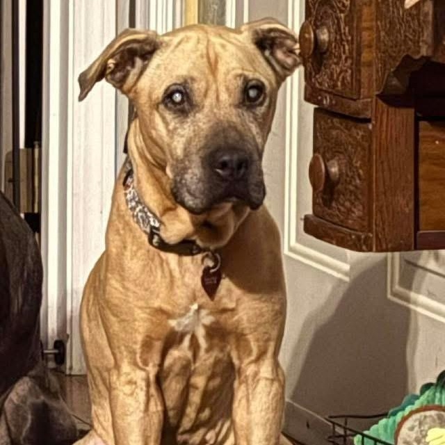 Sadie, Adoptable, Senior Female Pit Bull Terrier.