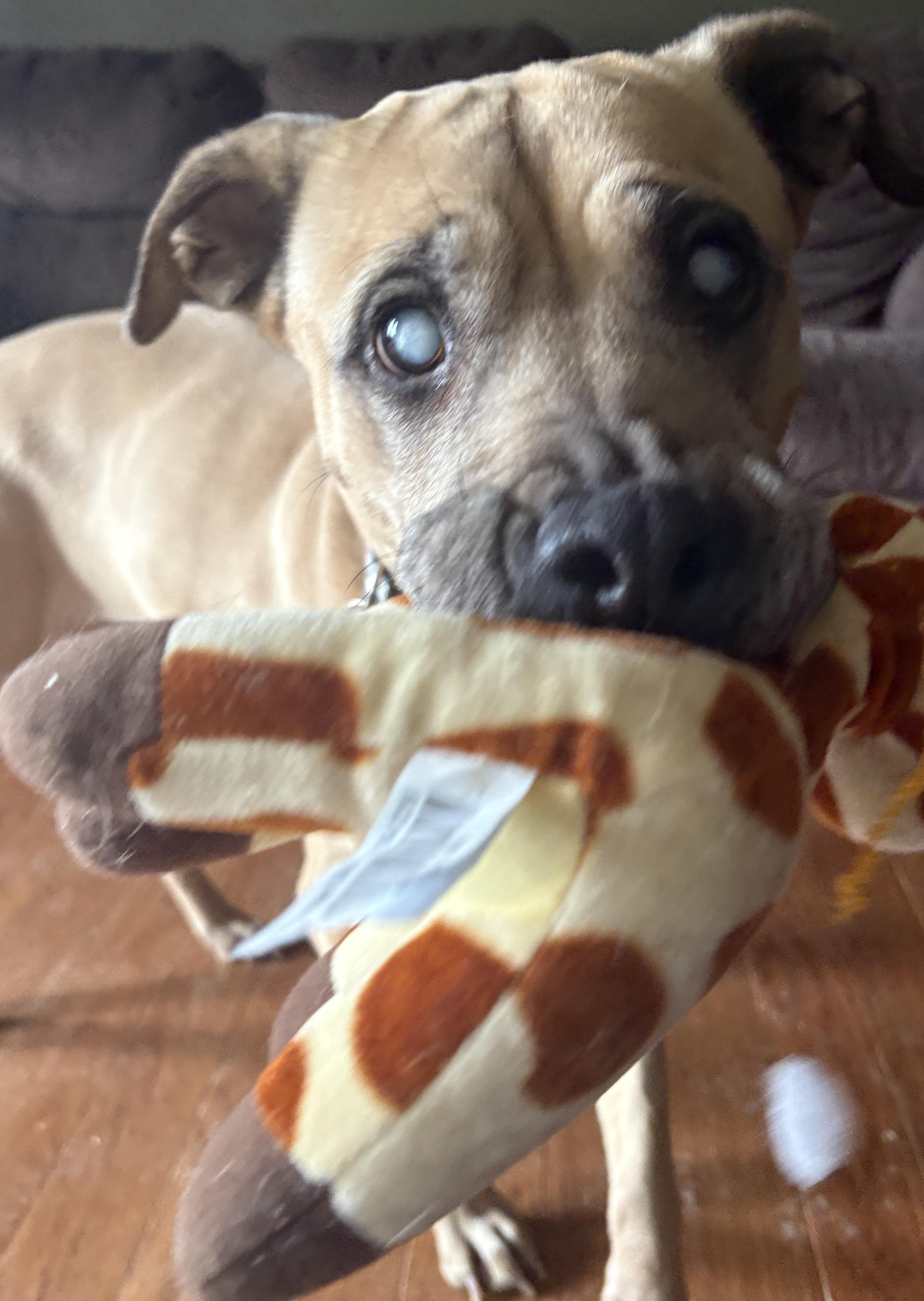 Enlarge Sadie, a Adoptable mixed breed in Painesville, OH image 2/6