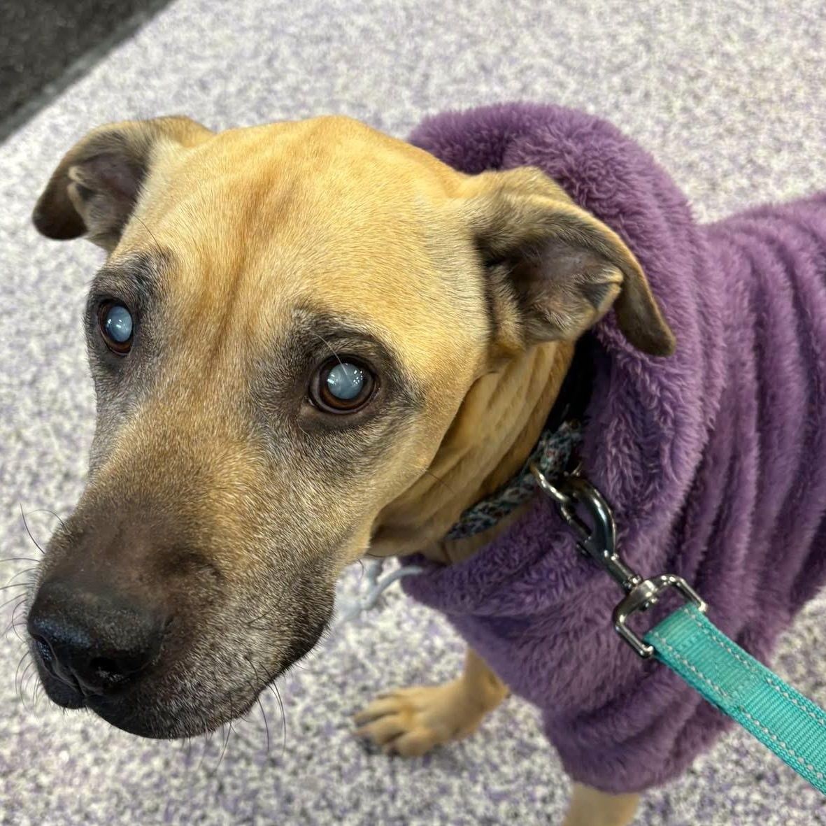 Enlarge Sadie, a Adoptable mixed breed in Painesville, OH image 3/3