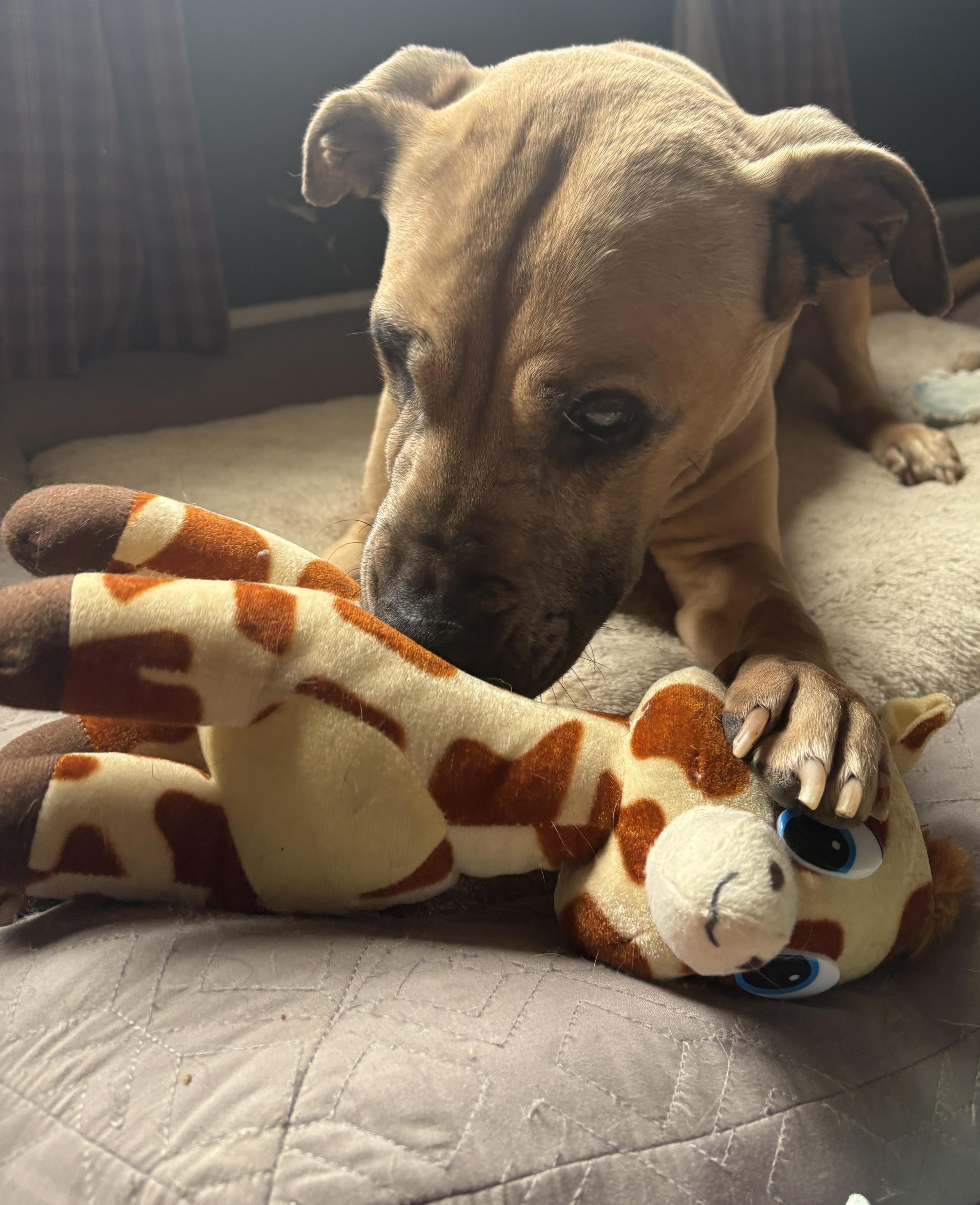 Enlarge Sadie, a Adoptable mixed breed in Painesville, OH image 3/6