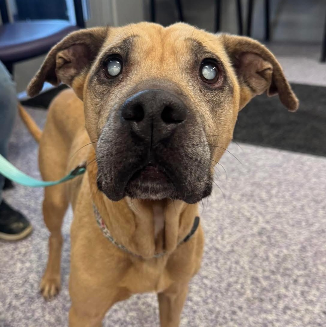 Enlarge Sadie, a Adoptable mixed breed in Painesville, OH image 2/3