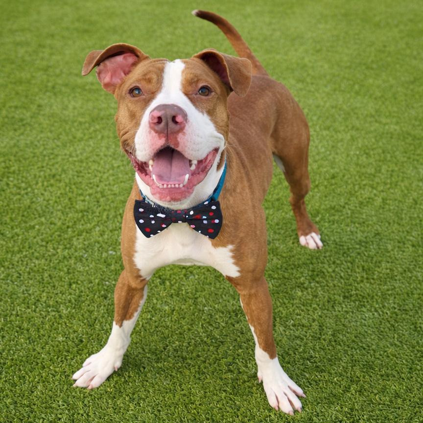 Draco, Adoptable, Young Male Mixed Breed & Mixed Breed.