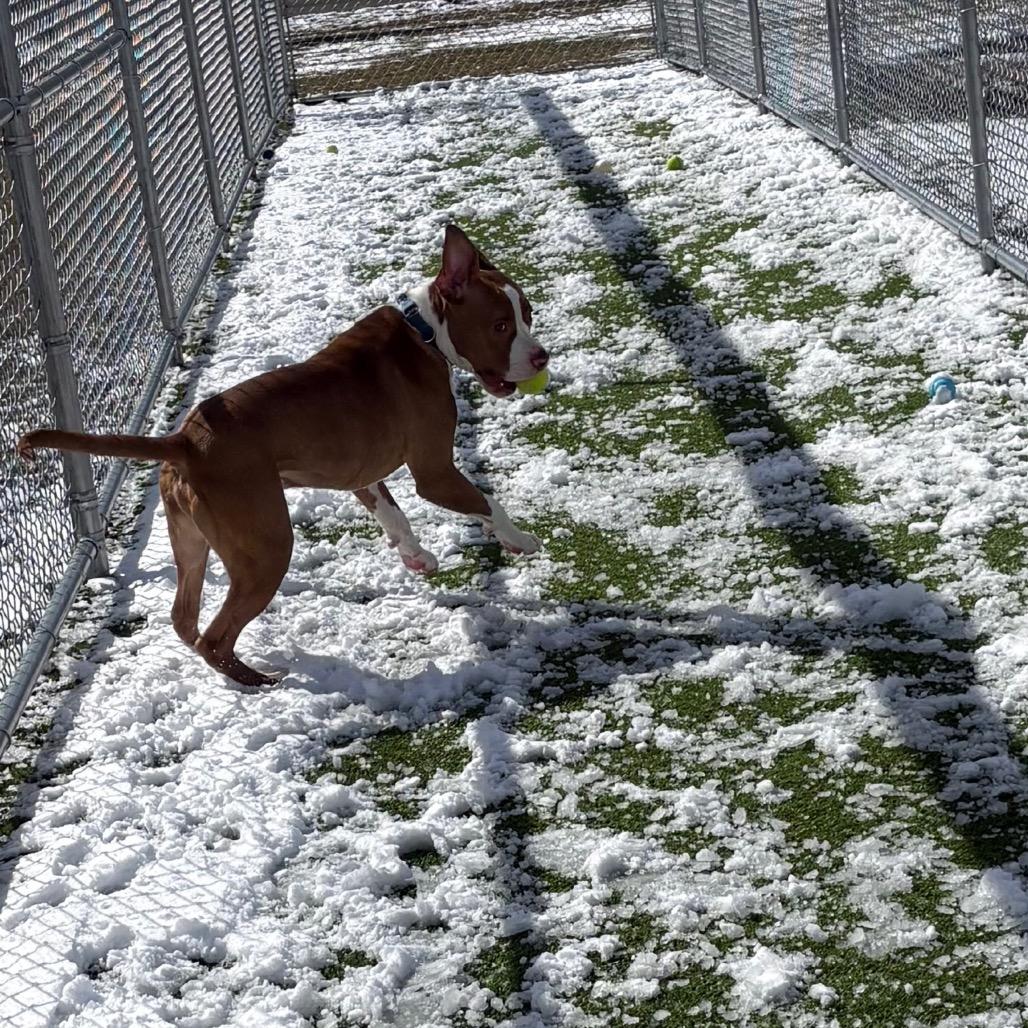 Enlarge Draco, a Adoptable mixed breed in Binghamton, NY image 3/6