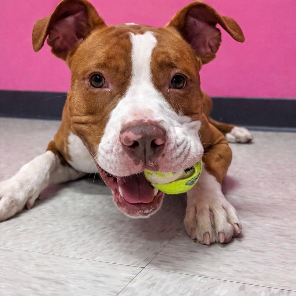 Enlarge Draco, a Adoptable mixed breed in Binghamton, NY image 4/6