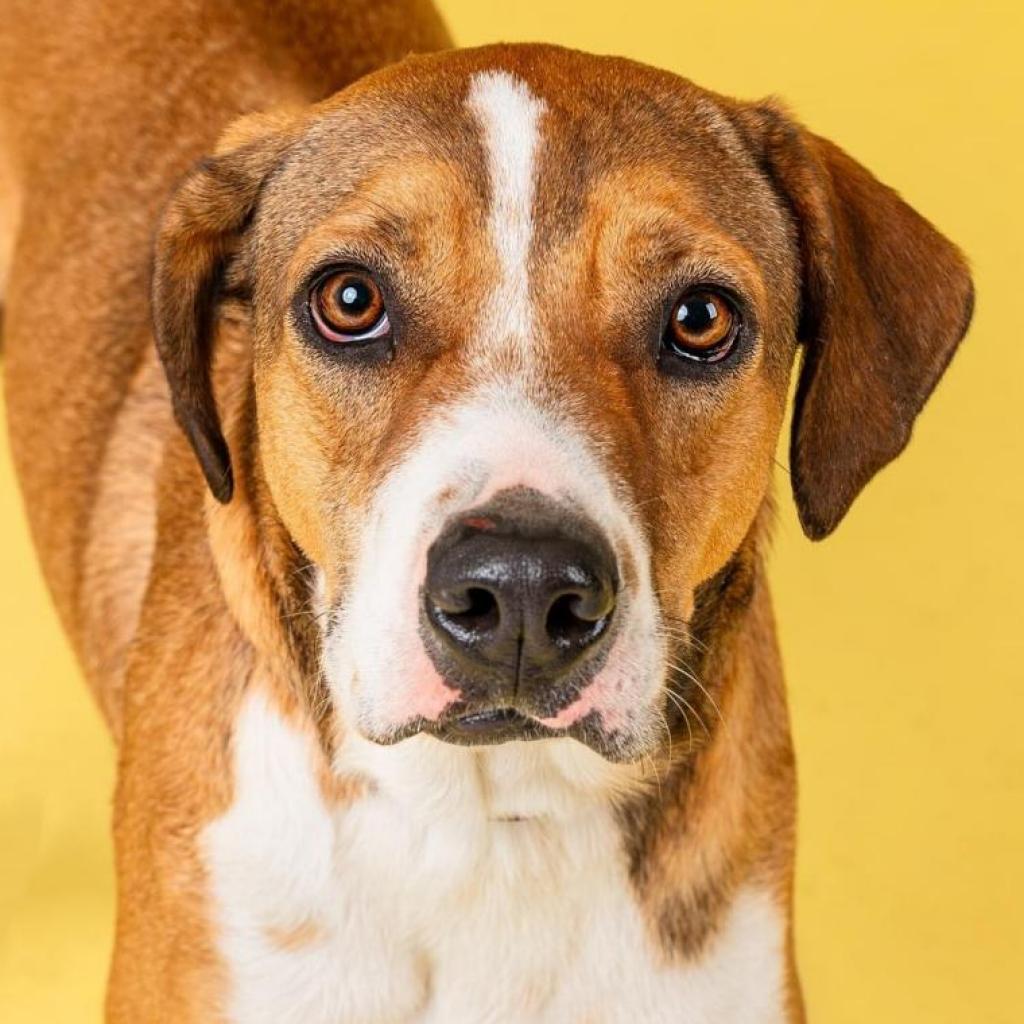 Kristoff, Adoptable, Adult Male Hound.