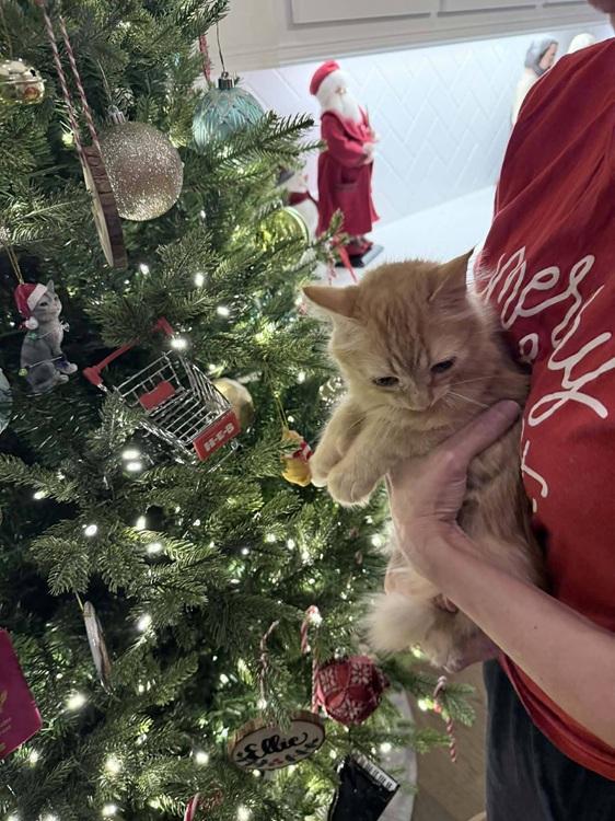 Enlarge Plumpkin, an adopted mixed breed in Richardson, TX image 4/4