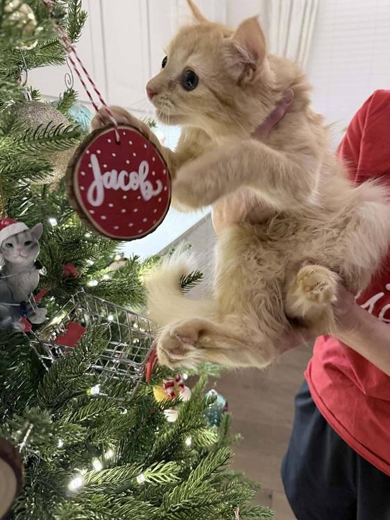 Enlarge Plumpkin, an adopted mixed breed in Richardson, TX image 3/4