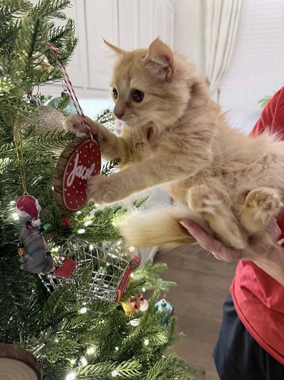 Enlarge Plumpkin, an adopted mixed breed in Richardson, TX image 2/4