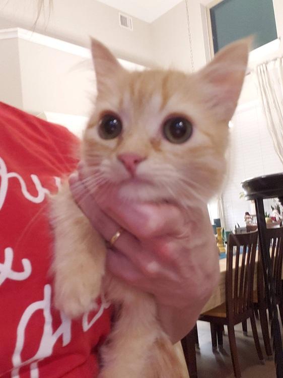 Plumpkin, adopted, Kitten Male Domestic Medium Hair.