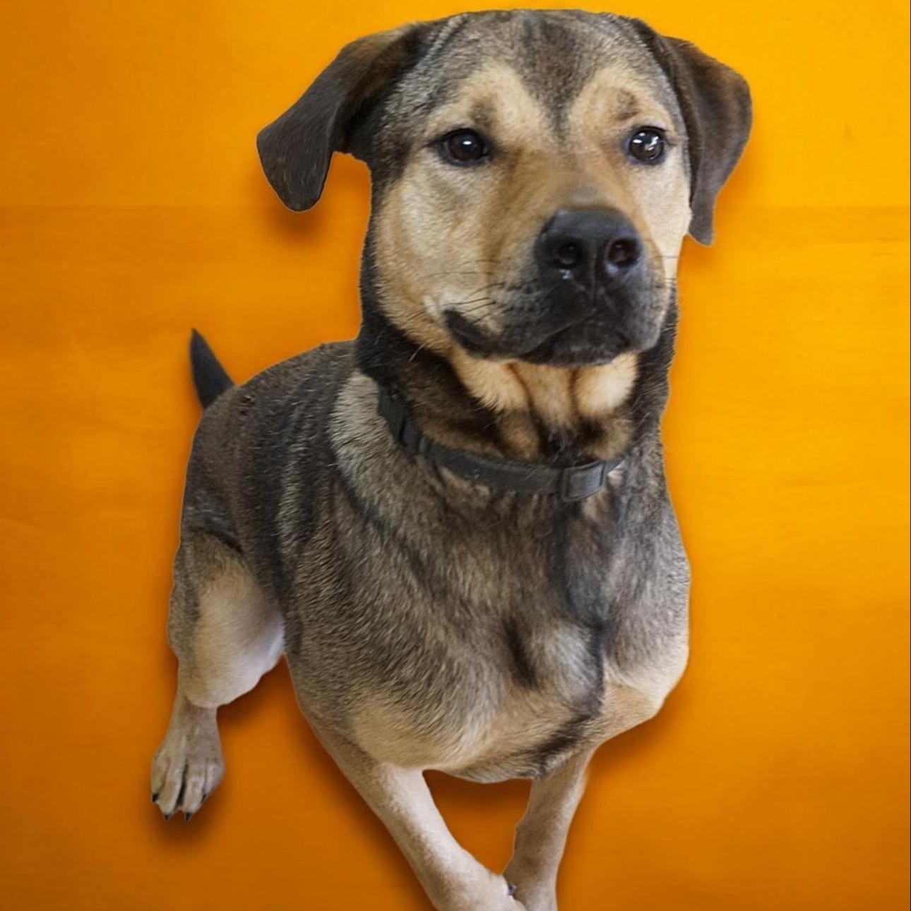 Enlarge Waldo, a ADOPTABLE mixed breed in CUMMING, GA image 1/5