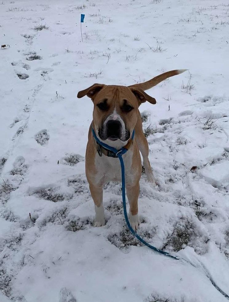 Enlarge Draco, a Adoptable Mixed Breed in New Manchester, WV image 1/6