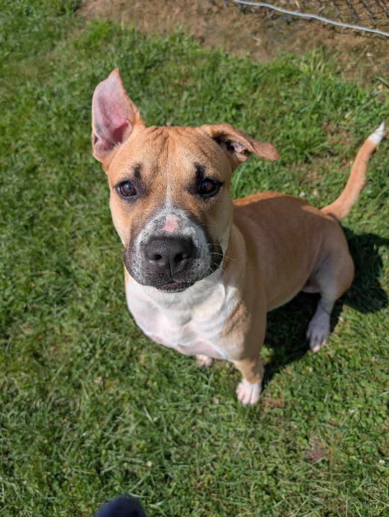 Draco, a Adoptable Mixed Breed in New Manchester, WV image 2/6