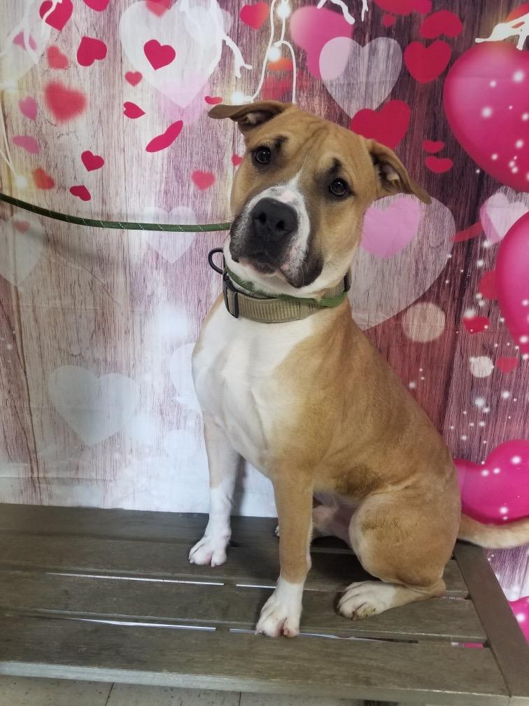 Enlarge Draco, a Adoptable Mixed Breed in New Manchester, WV image 3/6