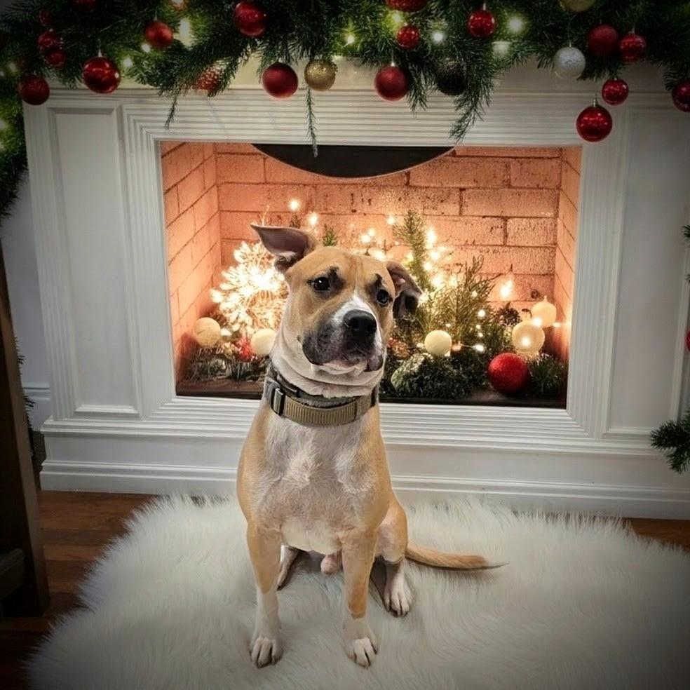 Enlarge Draco, a Adoptable Mixed Breed in New Manchester, WV image 4/6