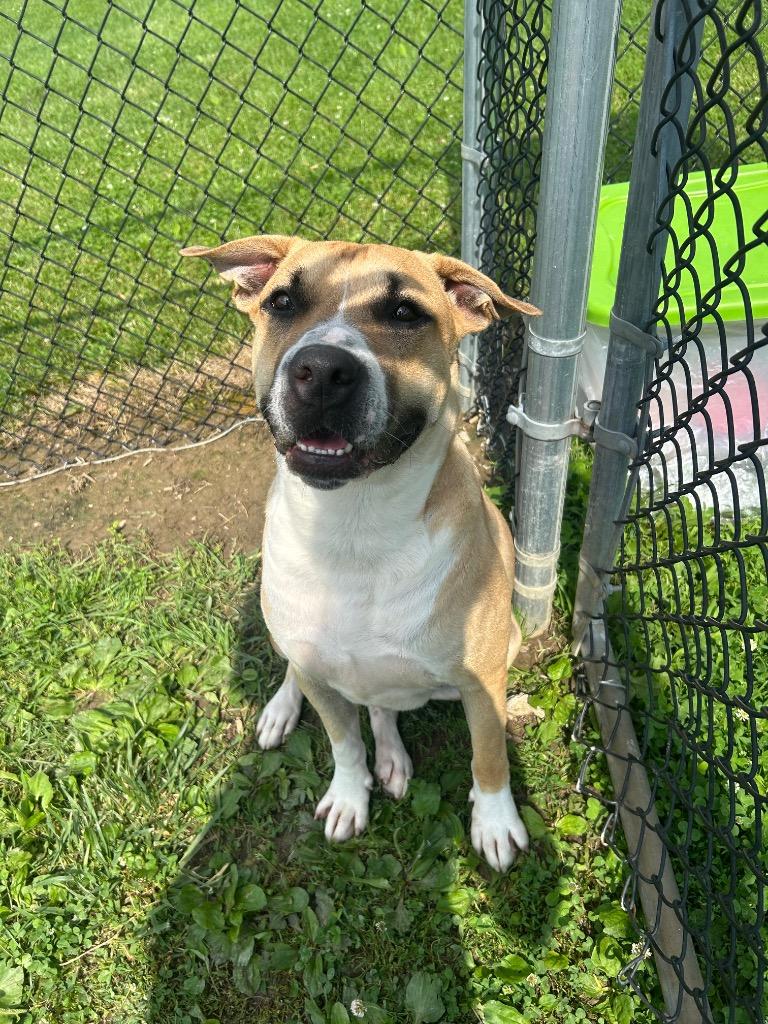Enlarge Draco, a Adoptable Mixed Breed in New Manchester, WV image 4/6