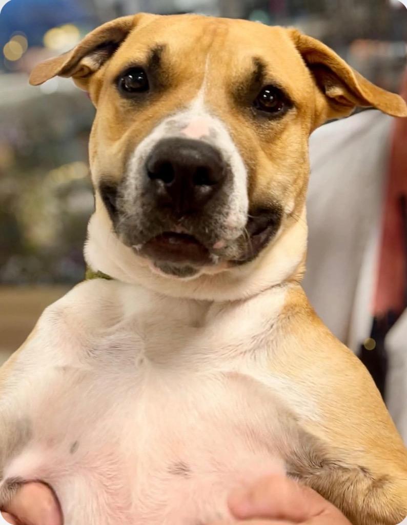 Enlarge Draco, a Adoptable Mixed Breed in New Manchester, WV image 4/6