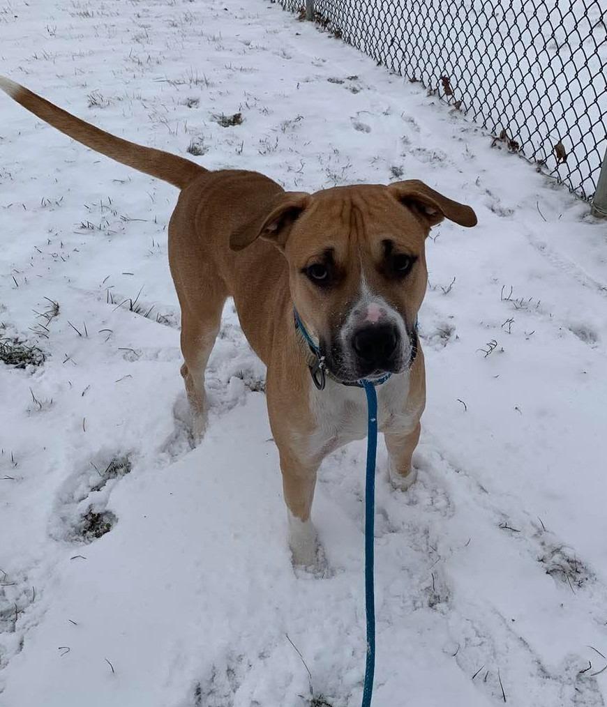 Enlarge Draco, a Adoptable Mixed Breed in New Manchester, WV image 5/6