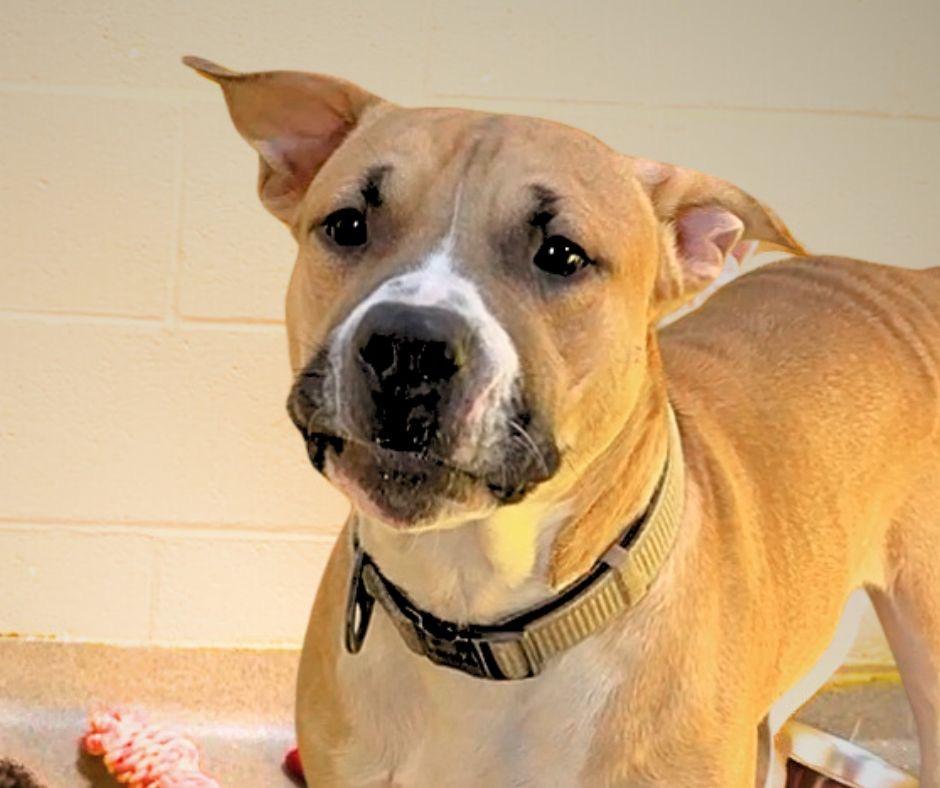 Enlarge Draco, a Adoptable Mixed Breed in New Manchester, WV image 6/6