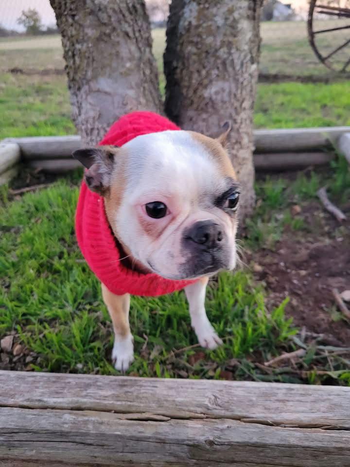 Pepper, Adoptable, Young Female Boston Terrier.