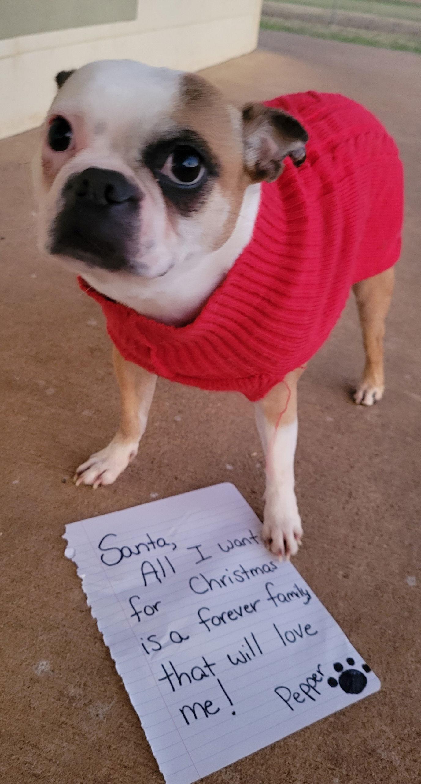 Enlarge Pepper, a Adoptable Boston Terrier in Gainesville, TX image 3/3