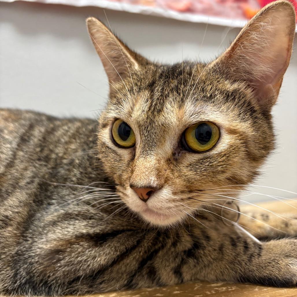 Arizona, Adoptable, Young Female Domestic Short Hair.