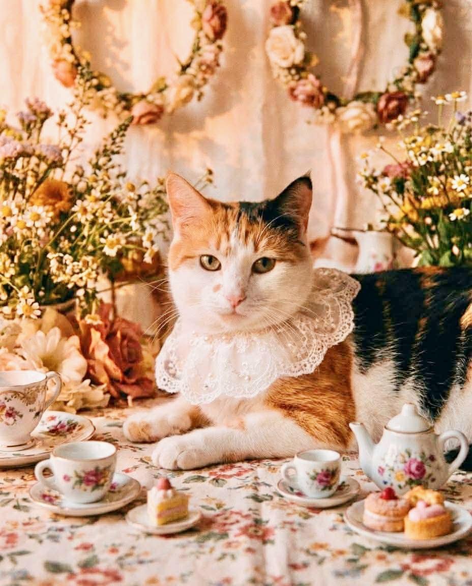 Enlarge Cali, an adopted mixed breed in Saint Augustine, FL image 3/6