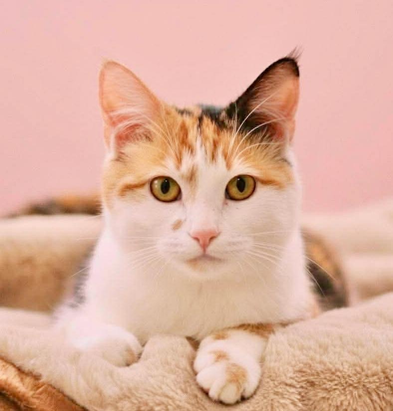 Enlarge Cali, an adopted mixed breed in Saint Augustine, FL image 6/6