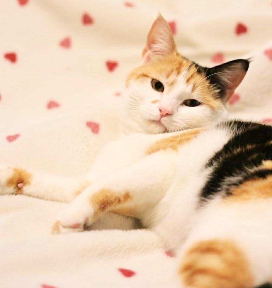 Enlarge Cali, an adopted mixed breed in Saint Augustine, FL image 5/6