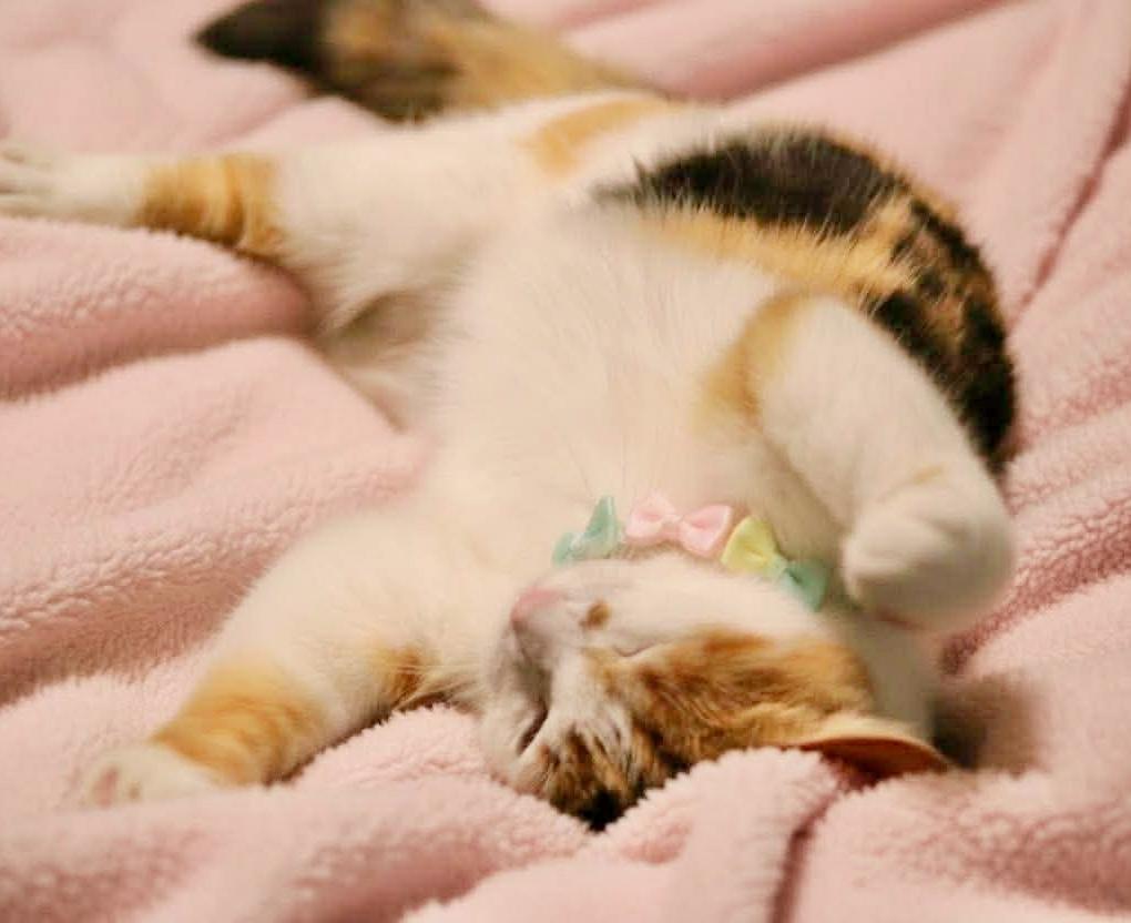 Enlarge Cali, an adopted mixed breed in Saint Augustine, FL image 4/6