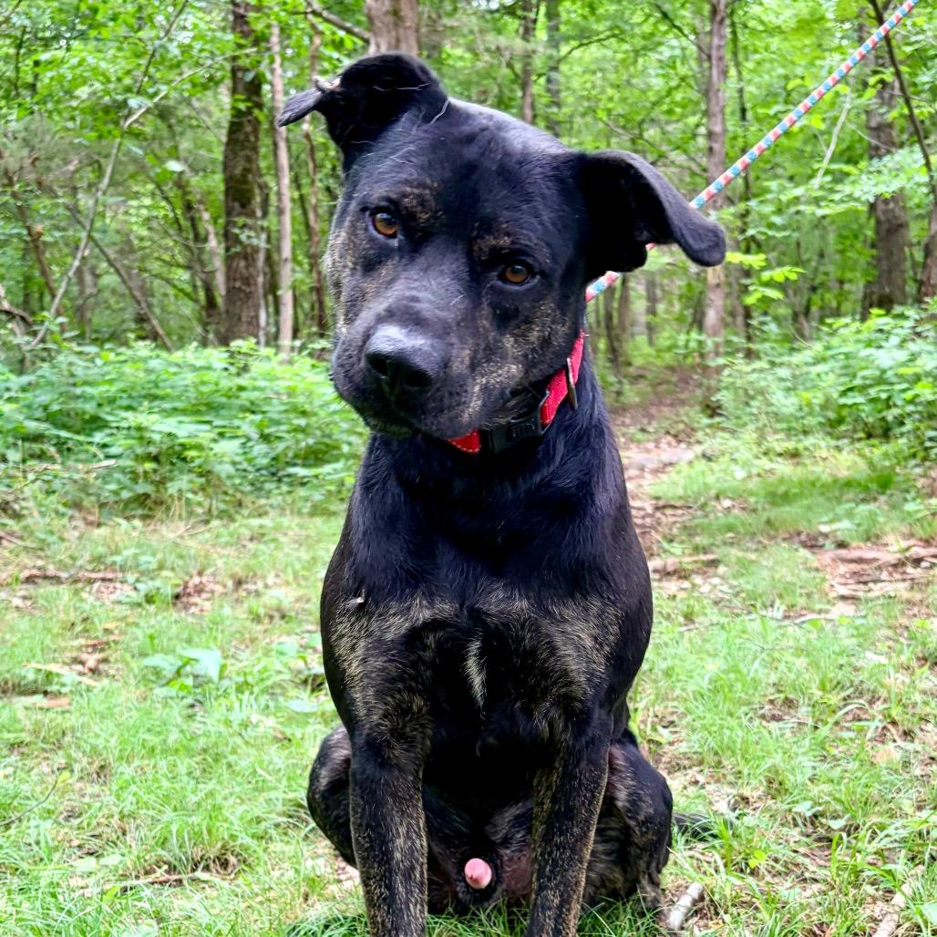 Topper, Adoptable, Adult Male Mixed Breed.
