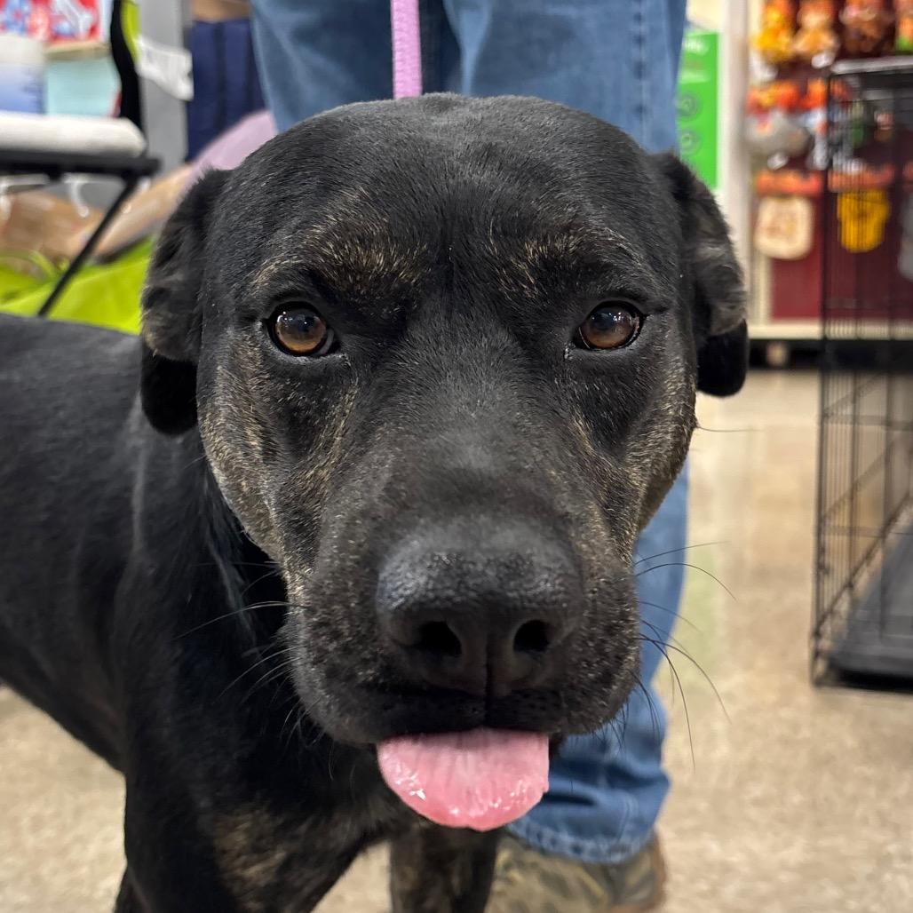 Enlarge Topper, a Adoptable Mixed Breed in Pineville, MO image 2/5