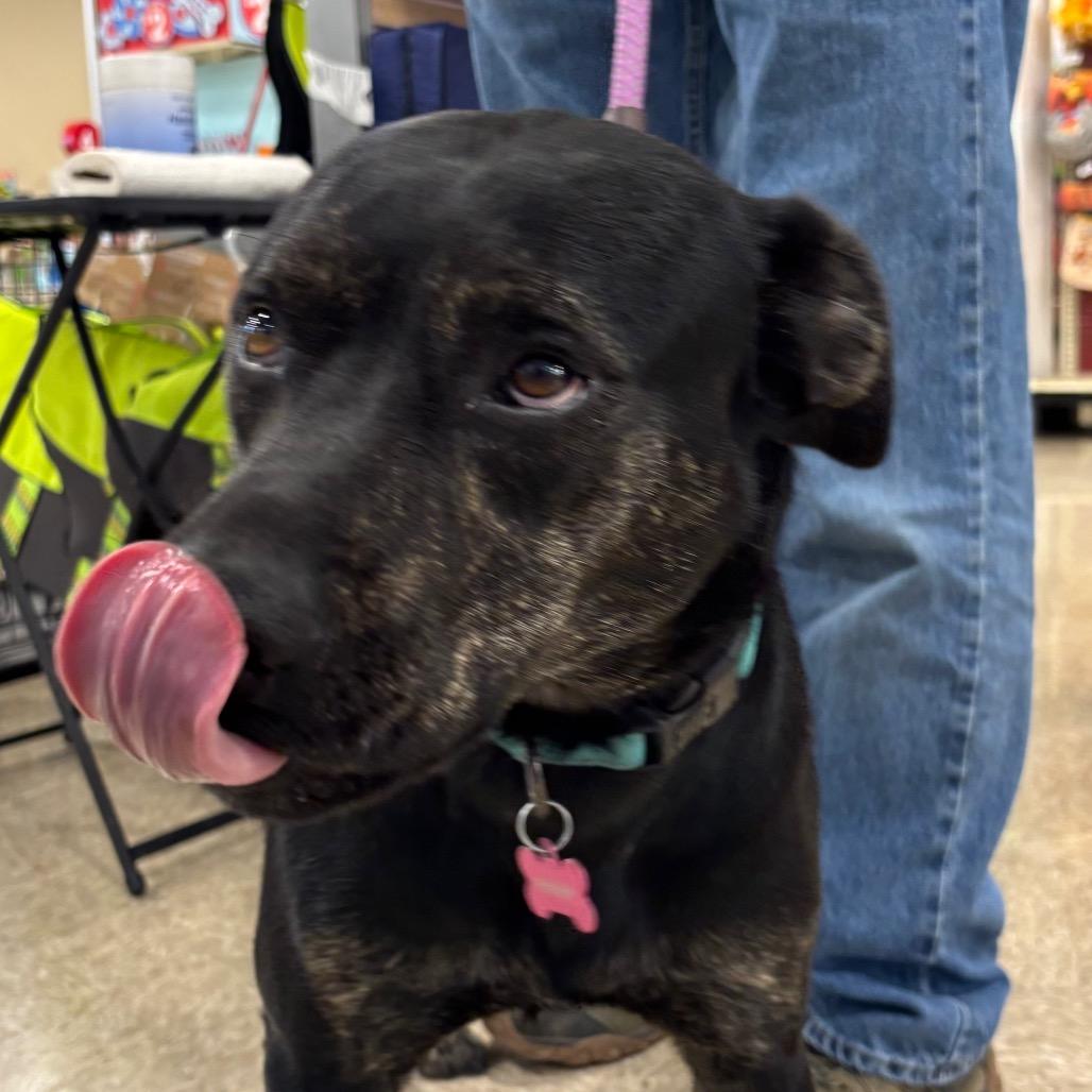 Enlarge Topper, a Adoptable Mixed Breed in Pineville, MO image 3/5