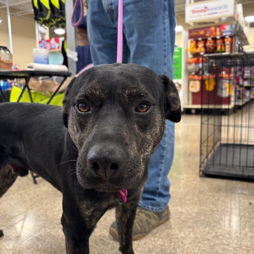 Enlarge Topper, a Adoptable Mixed Breed in Pineville, MO image 4/5