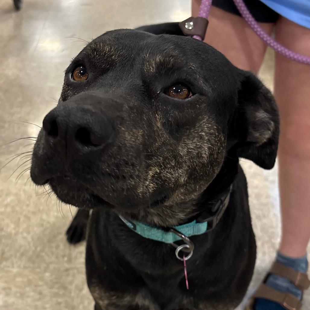 Enlarge Topper, a Adoptable Mixed Breed in Pineville, MO image 5/5