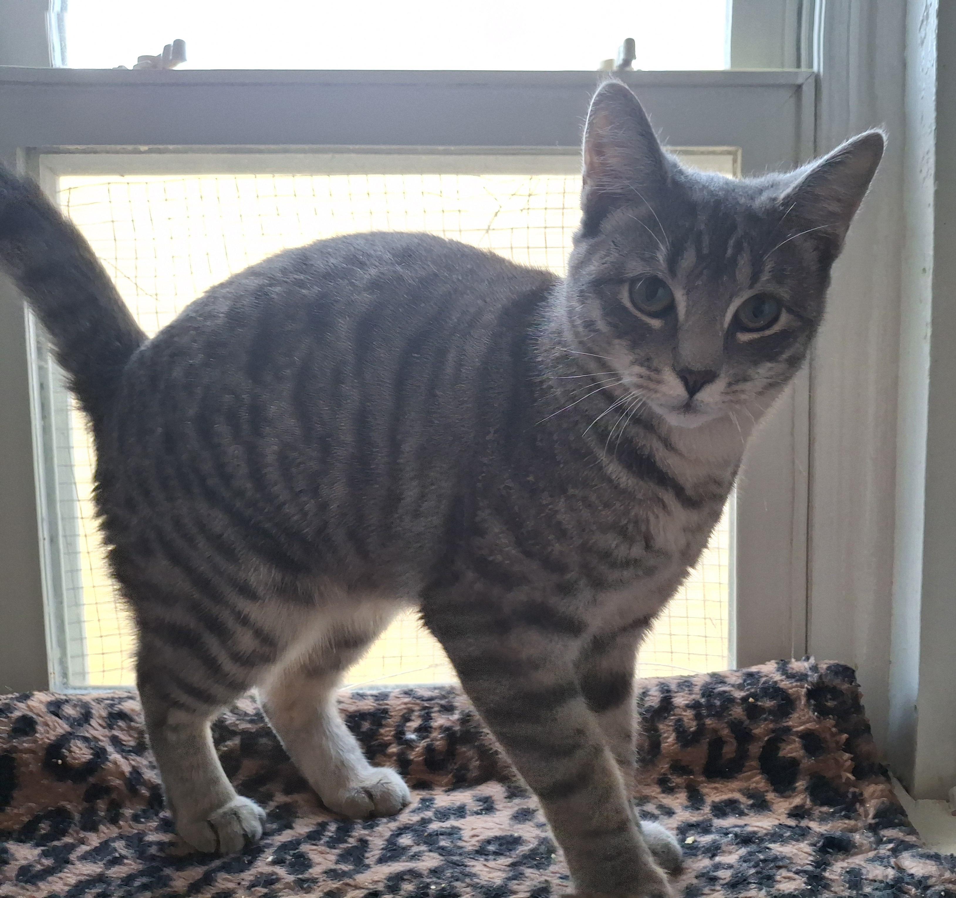 Charlie, a Adoptable Tabby in Bear, DE image 1/2