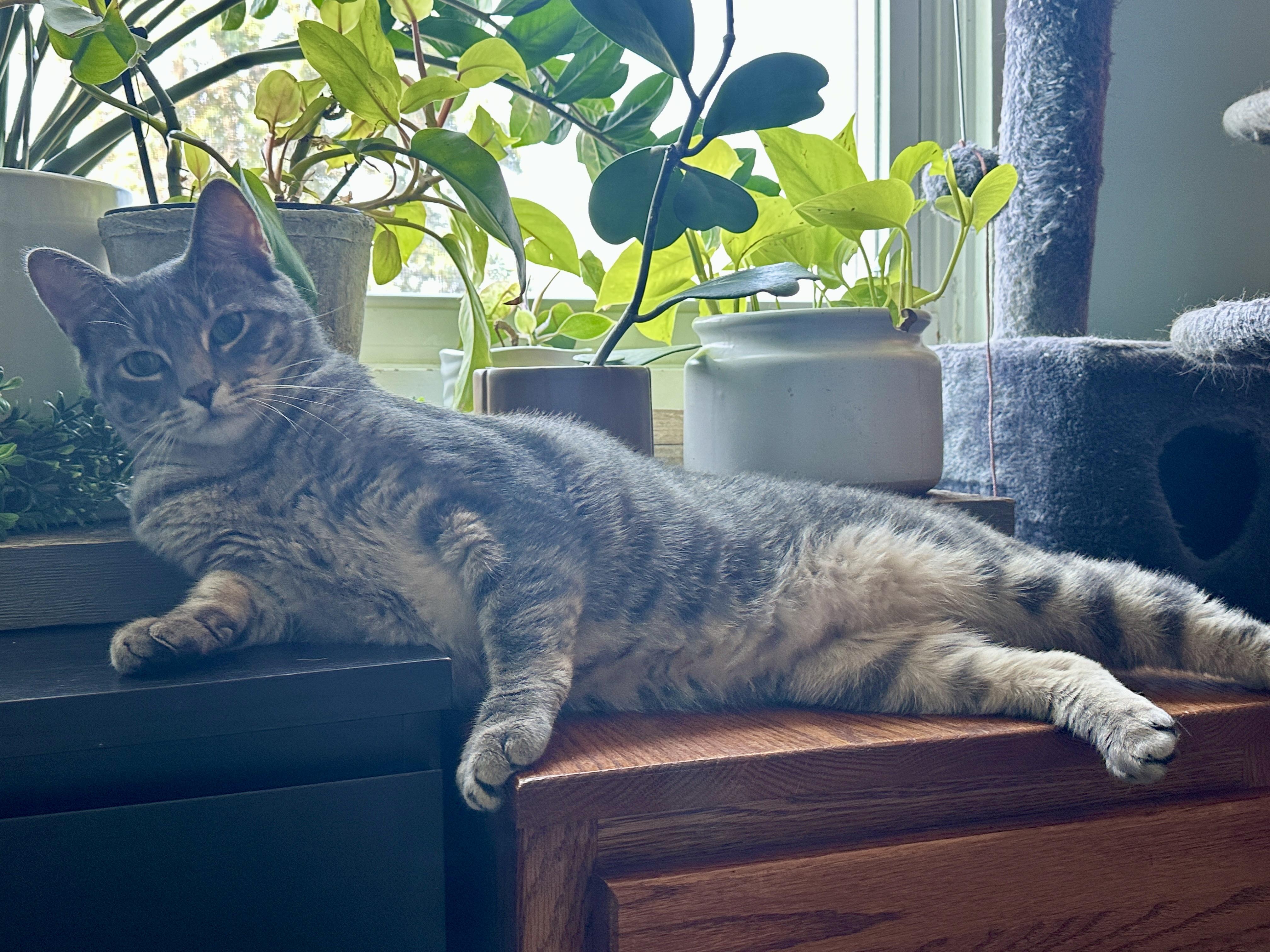 Charlie, a Adoptable Tabby in Bear, DE image 3/4