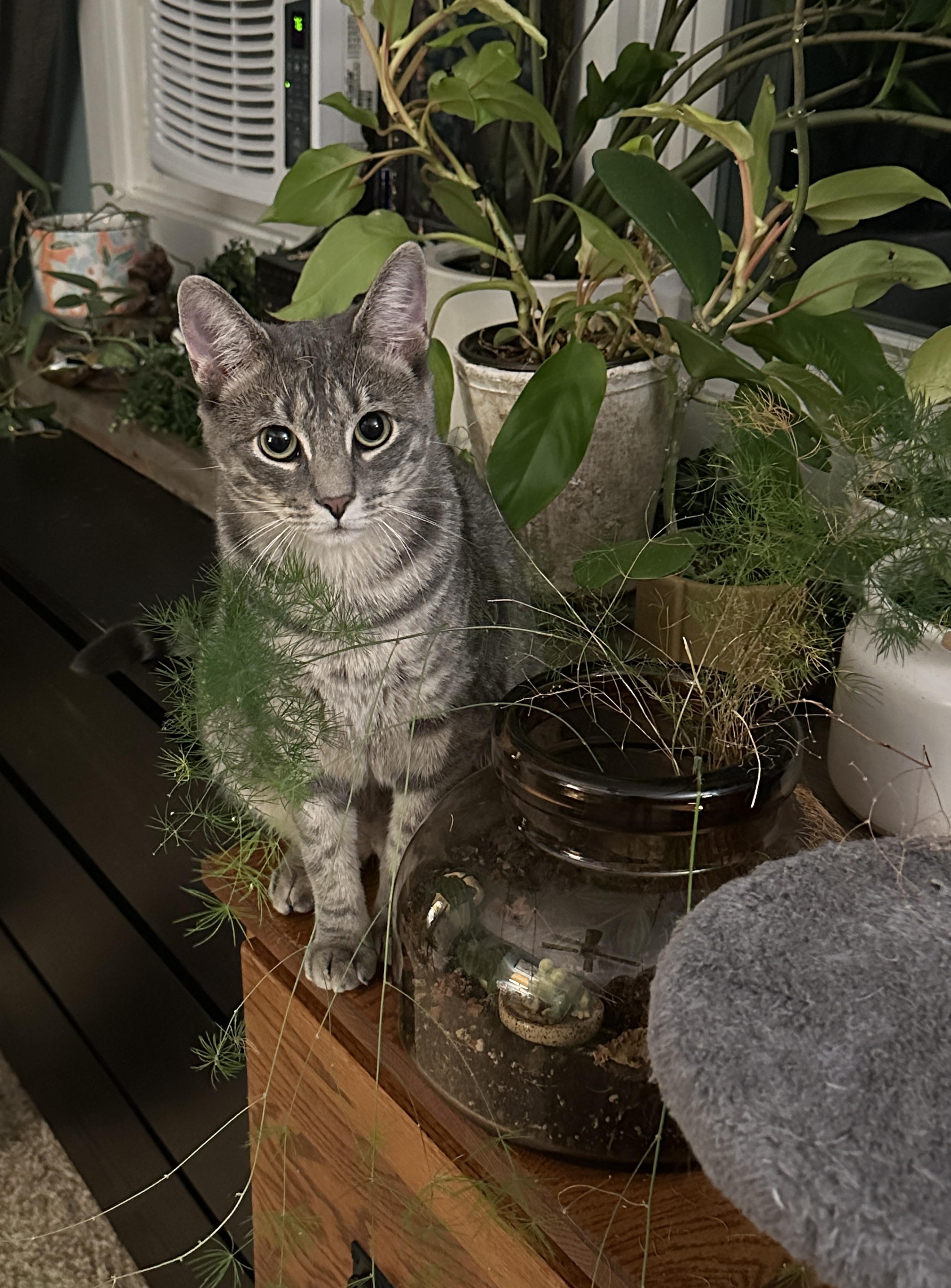 Charlie, a Adoptable Tabby in Bear, DE image 4/4