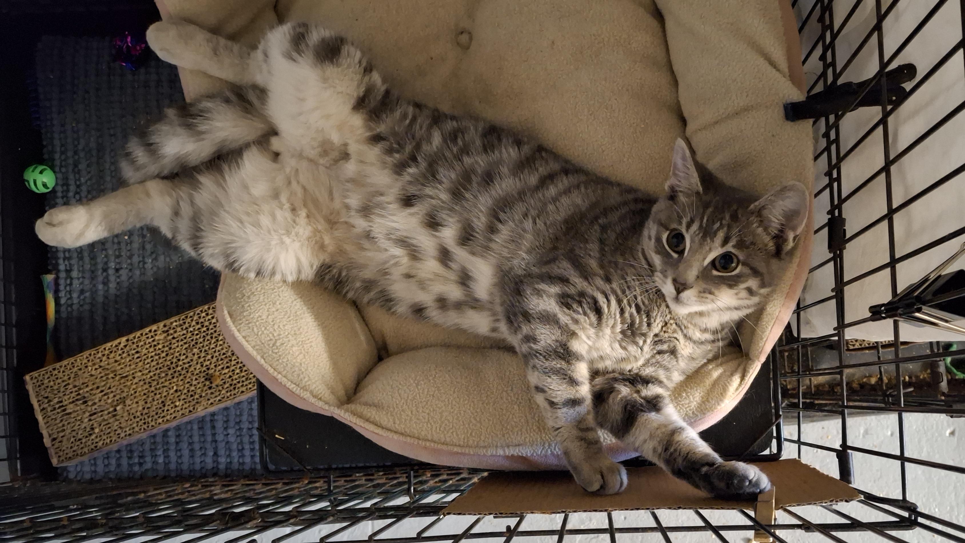 Charlie, a Adoptable Tabby in Bear, DE image 2/2