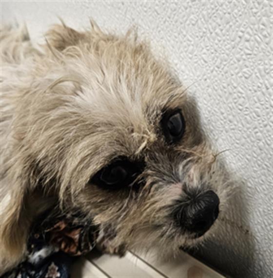 Jerry, ADOPTABLE, Adult Male Terrier.