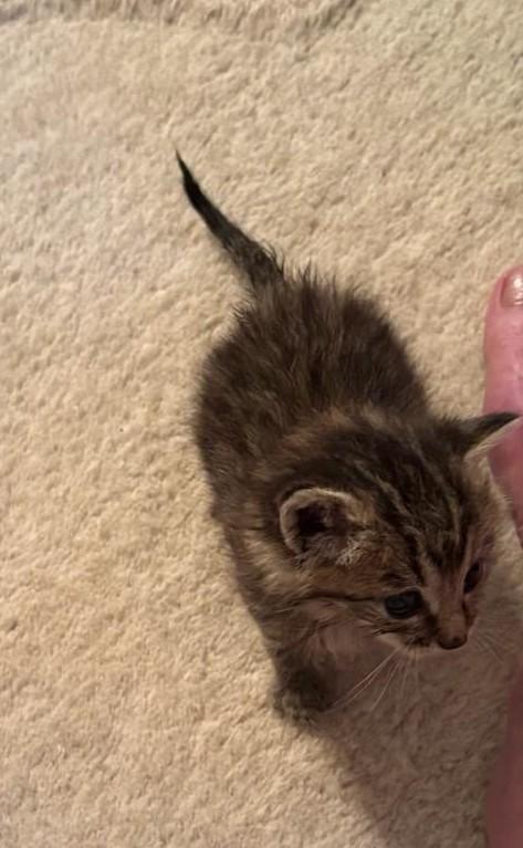 Tinker C, Adoptable, Kitten Female Tabby.