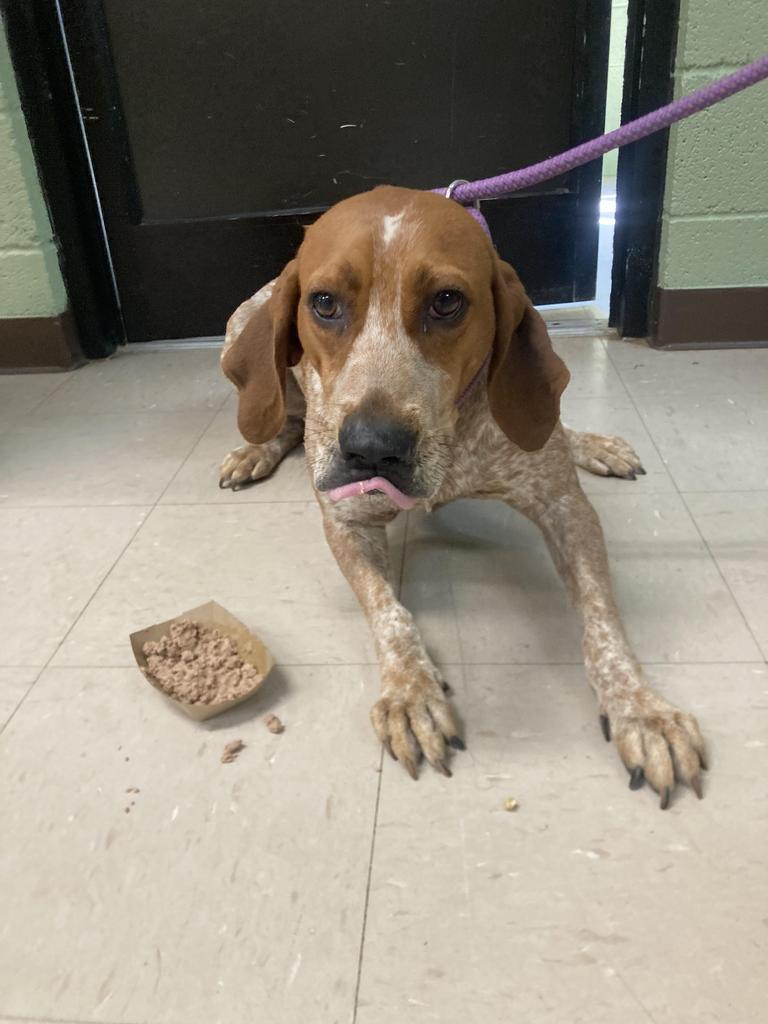 Ickett, Adoptable, Adult Male Hound.