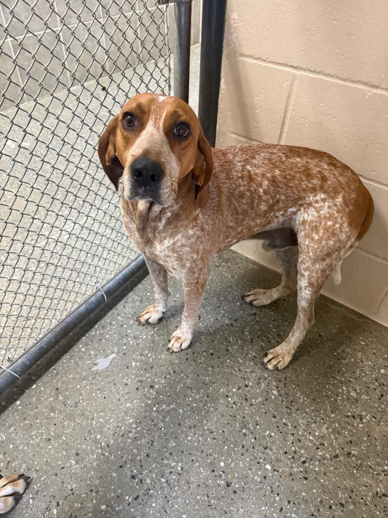 Enlarge Ickett, a Adoptable mixed breed in Burnsville, NC image 2/4