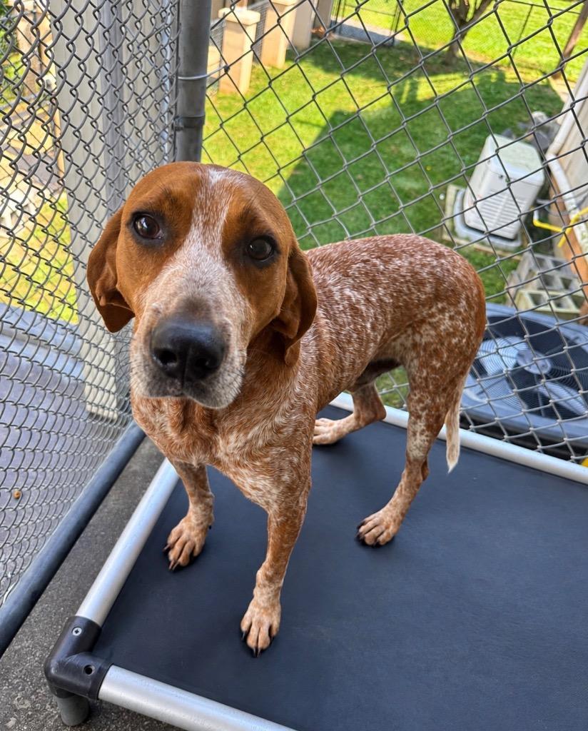 Enlarge Ickett, a Adoptable mixed breed in Burnsville, NC image 3/4