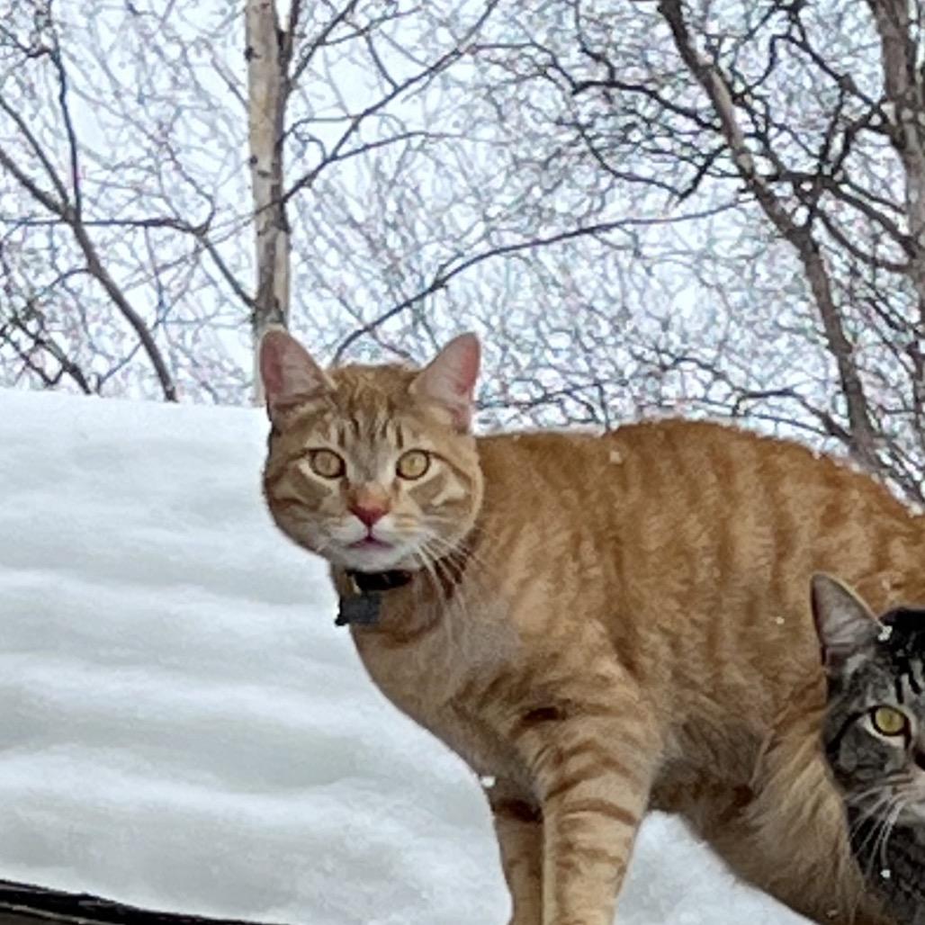 Enlarge Lightening, a Adoptable Domestic Short Hair in Kenai, AK image 1/1