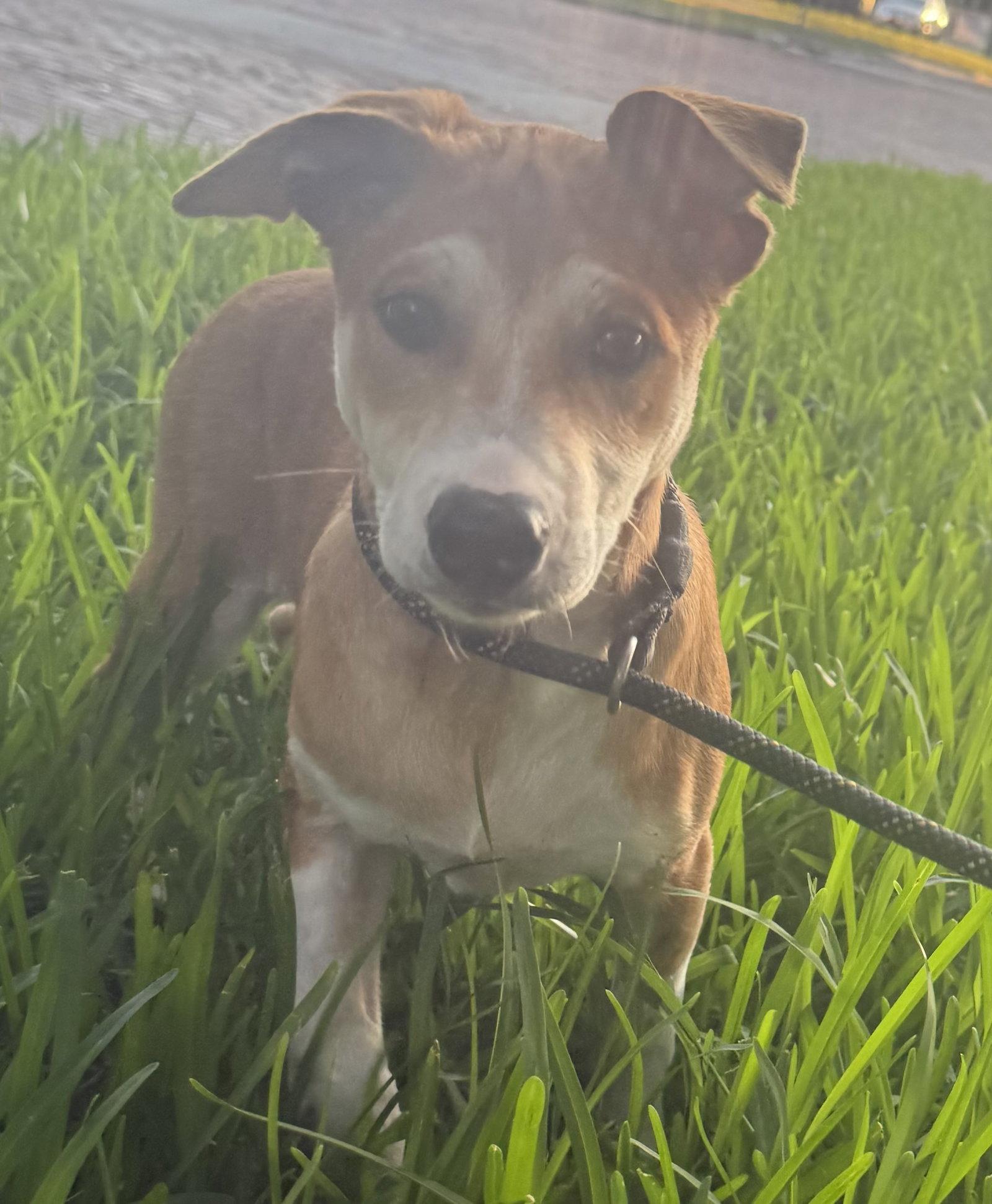 Sunniva, Adoptable, Puppy Female Spitz.