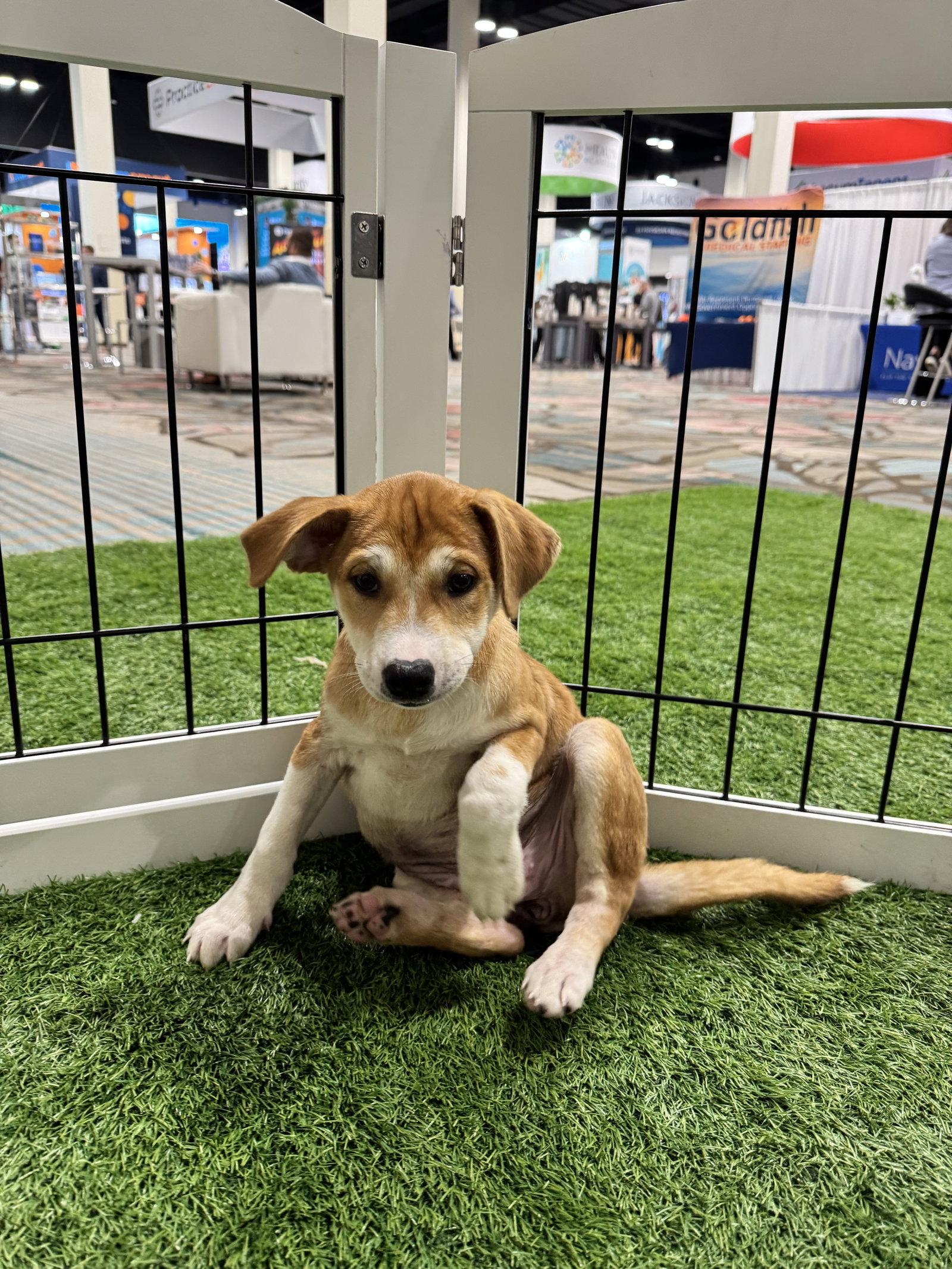 Sunniva, a Adoptable Spitz in Sanford, FL image 3/3