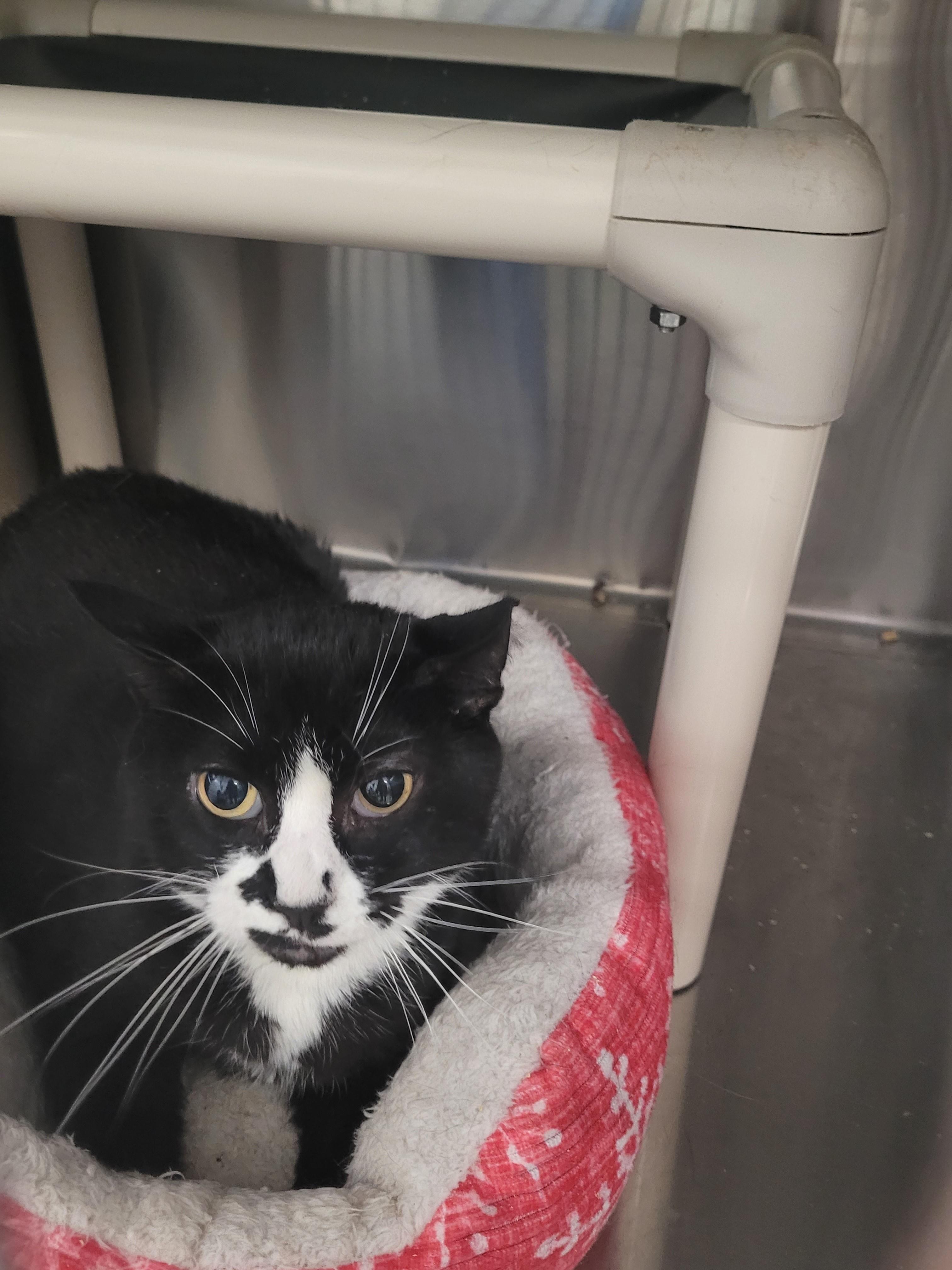 Enlarge Keys, a ADOPTABLE Domestic Short Hair in North Attleboro, MA image 2/4