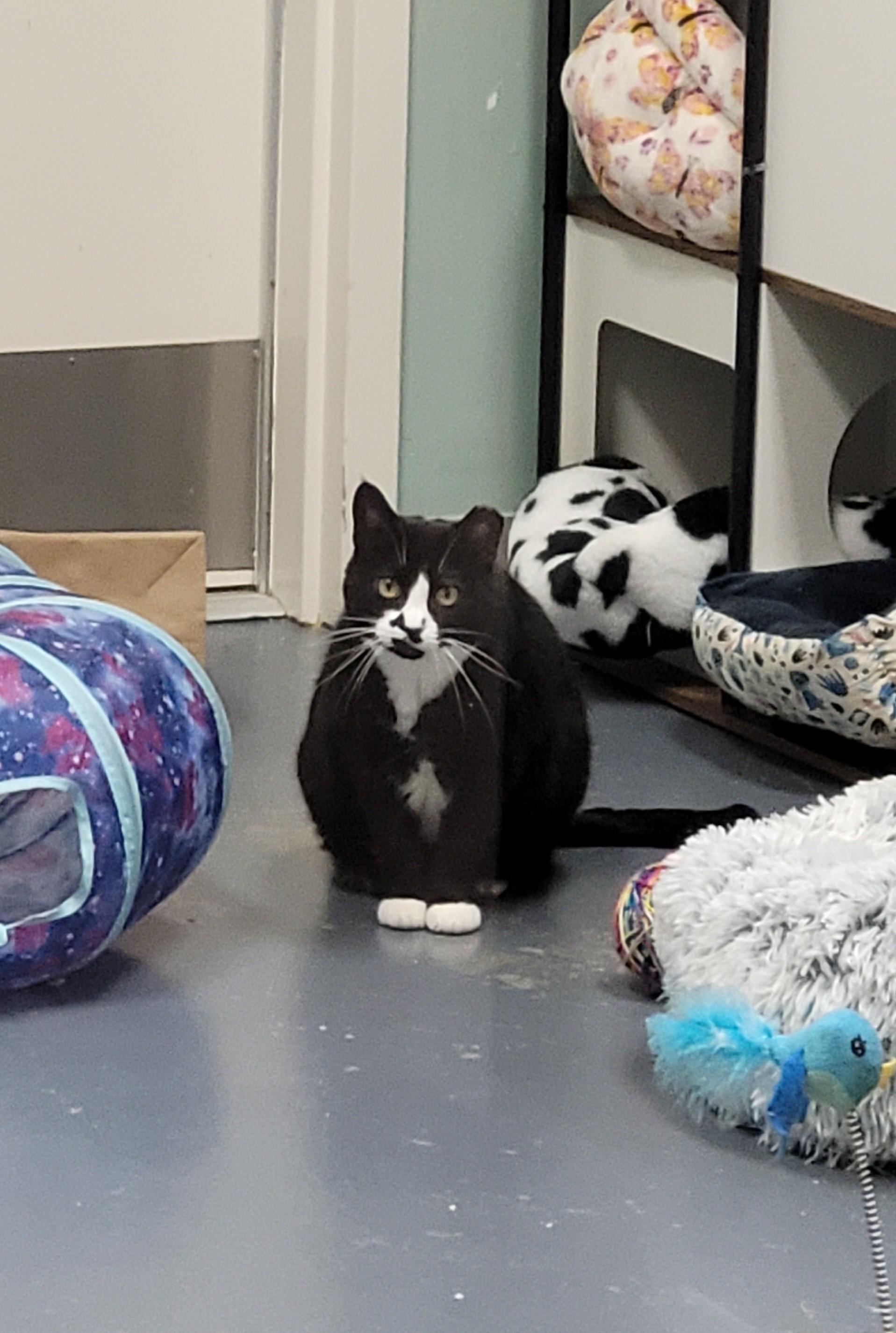 Enlarge Keys, a ADOPTABLE Domestic Short Hair in North Attleboro, MA image 4/4